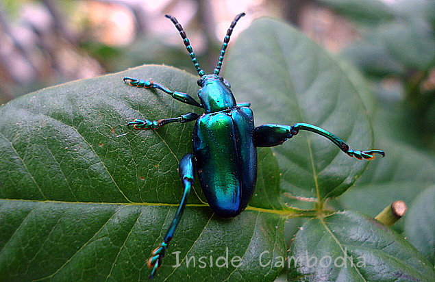 Shiny, metalic blue-green beetle