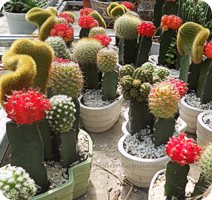 apad colourful cactus